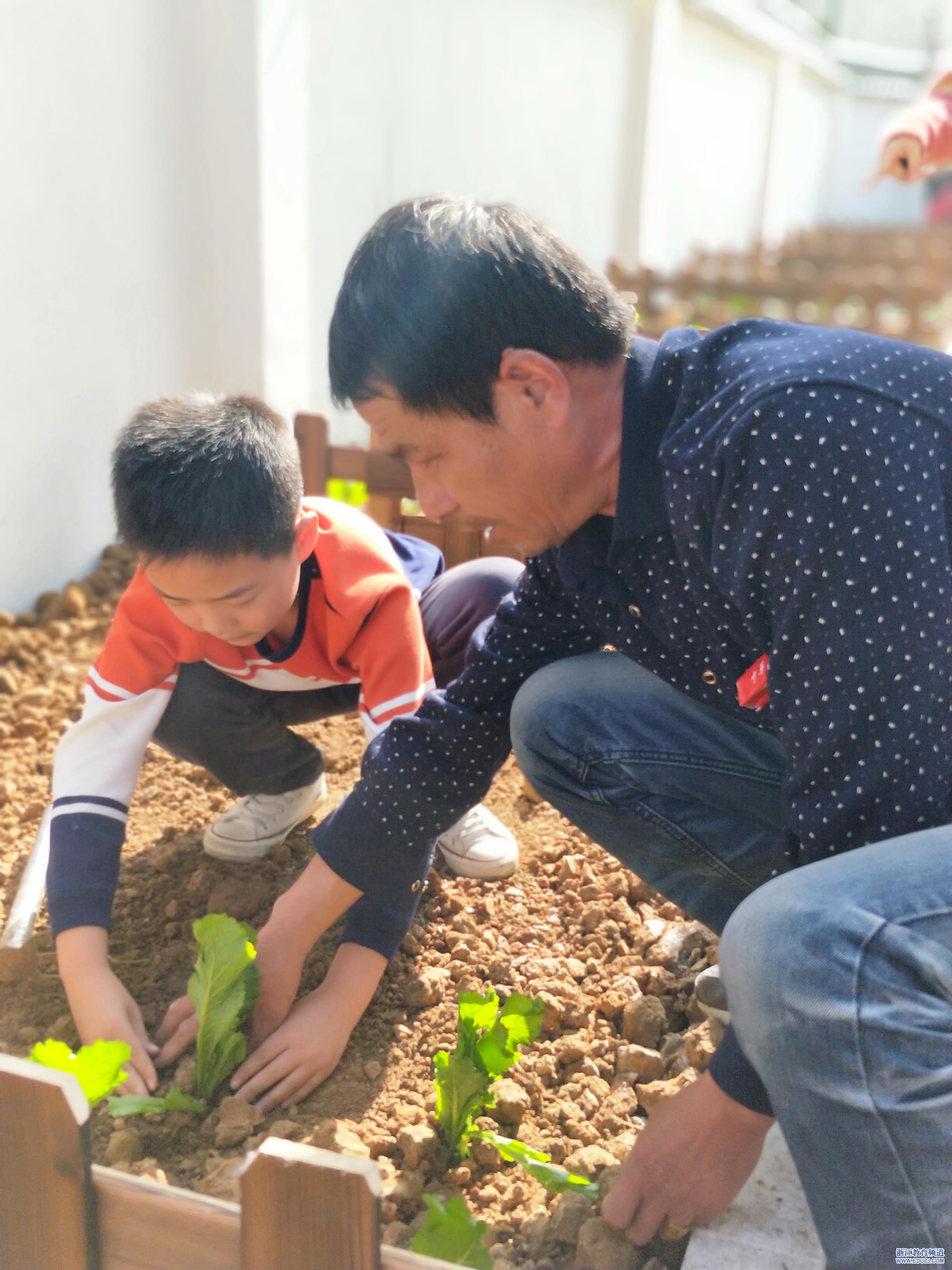 长兴虹星桥小学:"开心农场"进校园,学生体验种菜乐趣